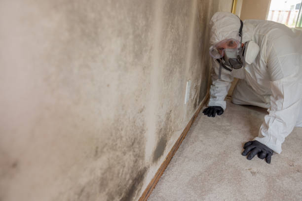 Best Industrial Mold Remediation in Moa, UT